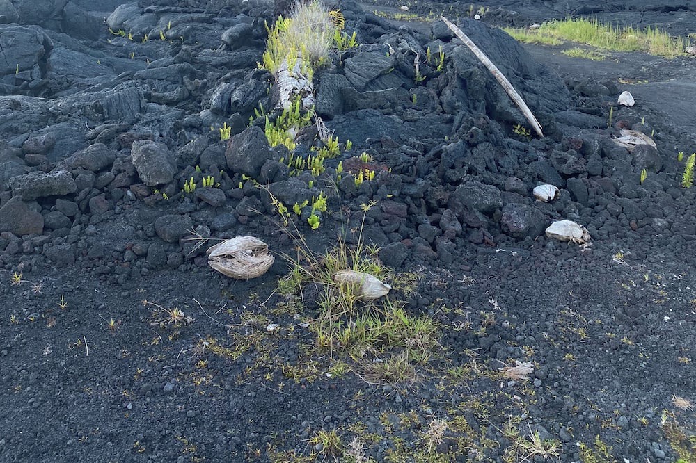 Photo of Others in Kapoho