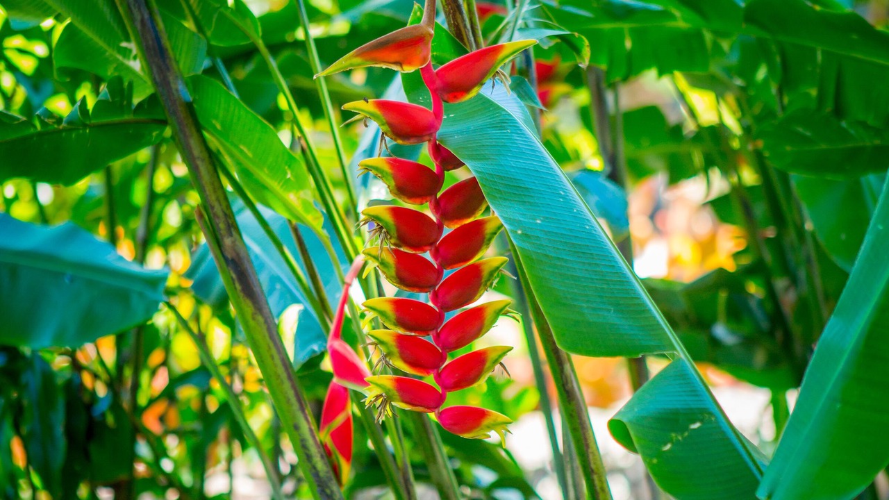 Photo of Outdoor in Makawao