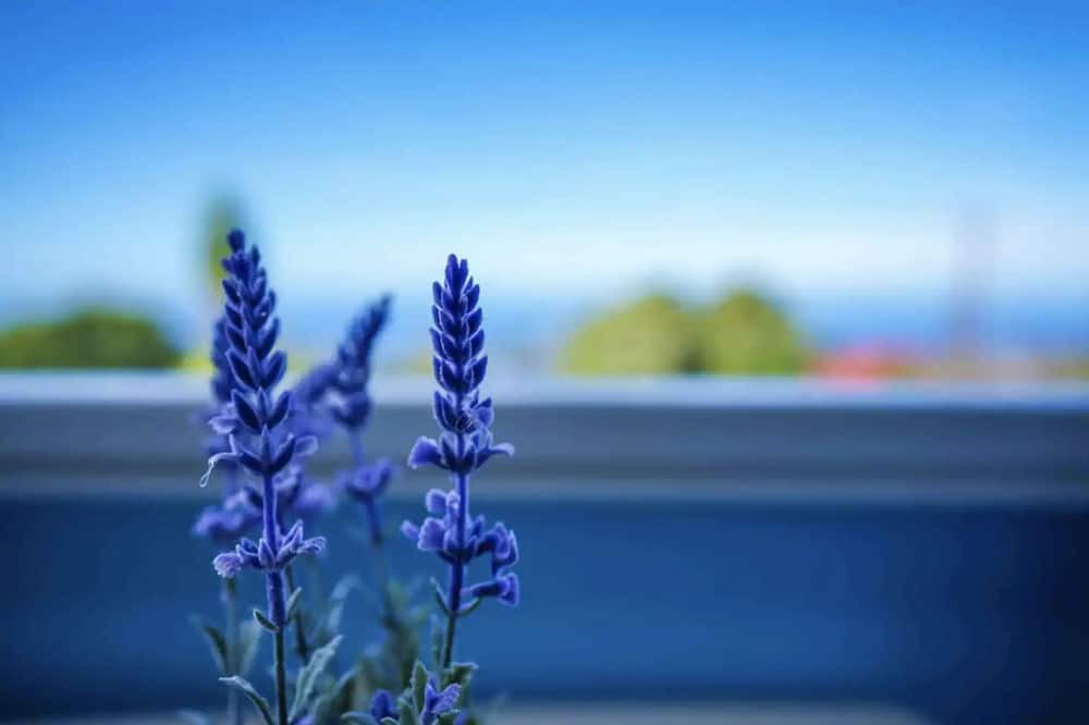 Photo of Outdoor in Honalo