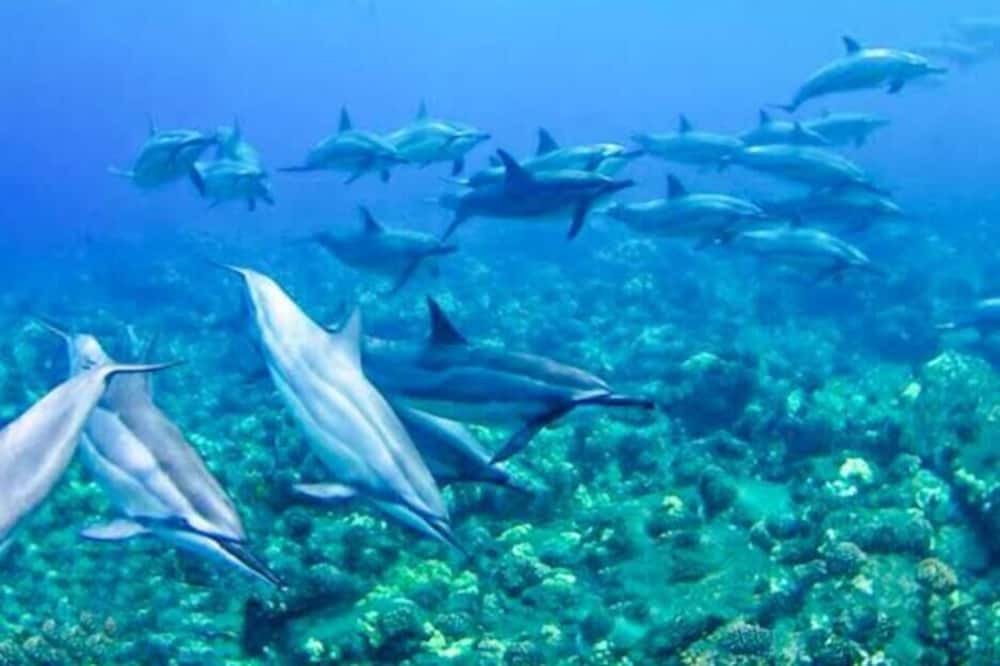 Photo of Others in Honaunau-Napoopoo