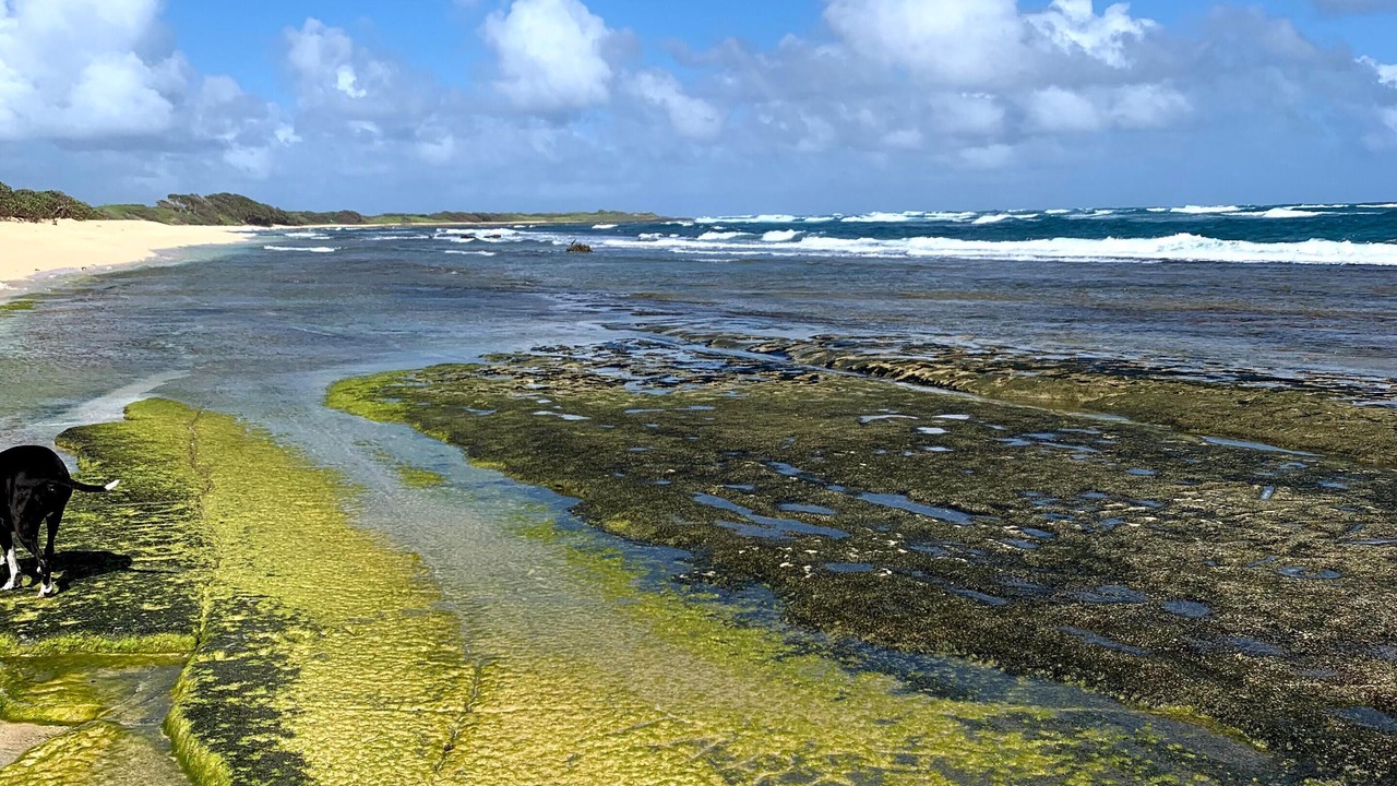 Photo of Others in Kahuku