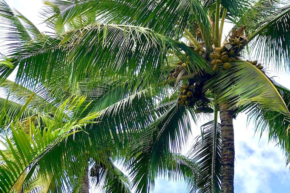 Photo of Outdoor in Hawi