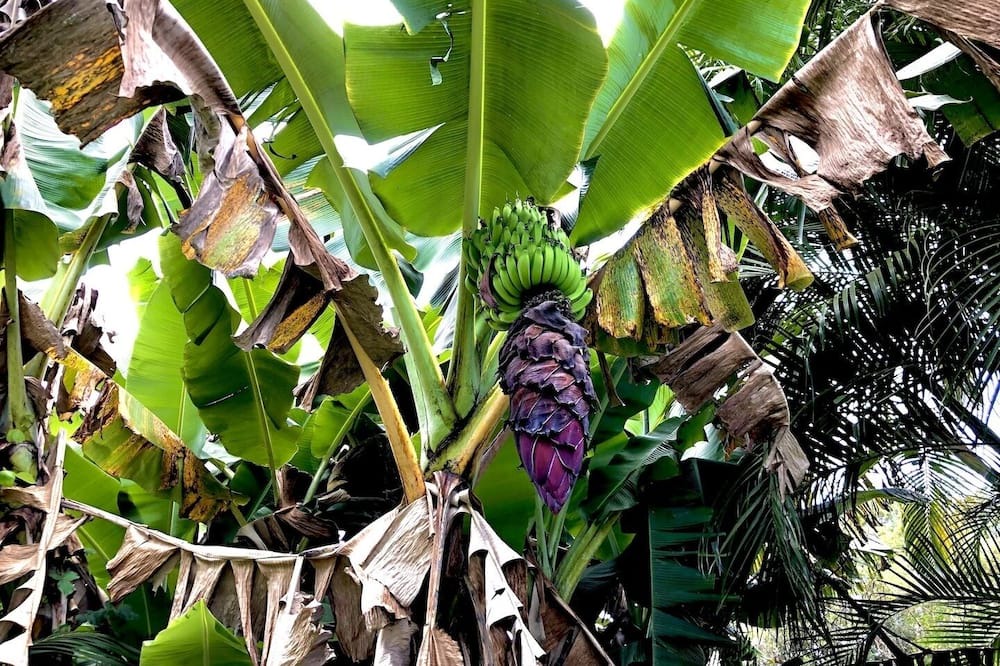 Photo of Outdoor in Hawi