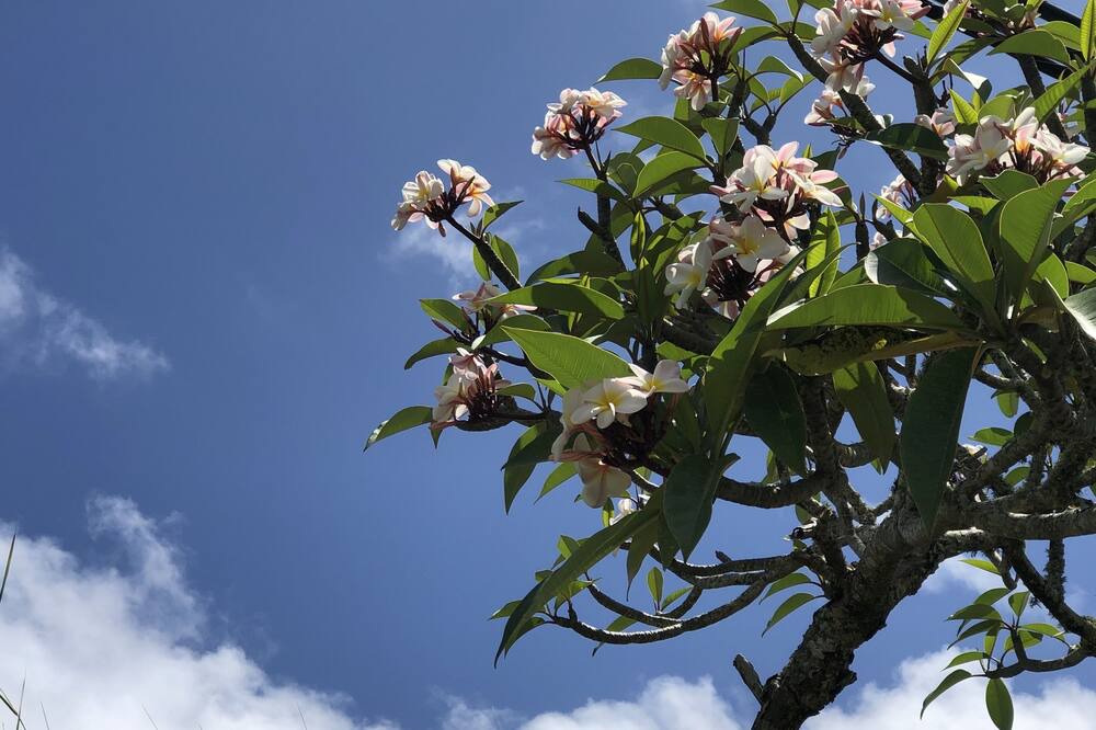 Photo of Outdoor in Hawi