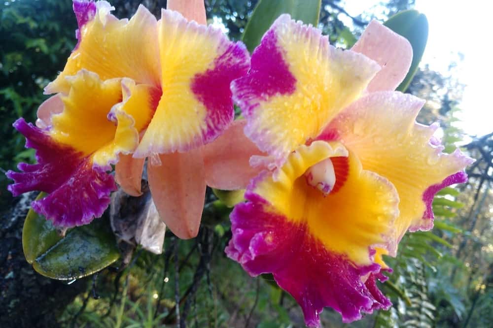 Photo of Outdoor in Hawaiian Acres