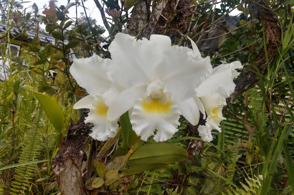 Photo of Outdoor in Hawaiian Acres