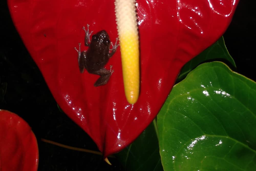Photo of Others in Hawaiian Acres