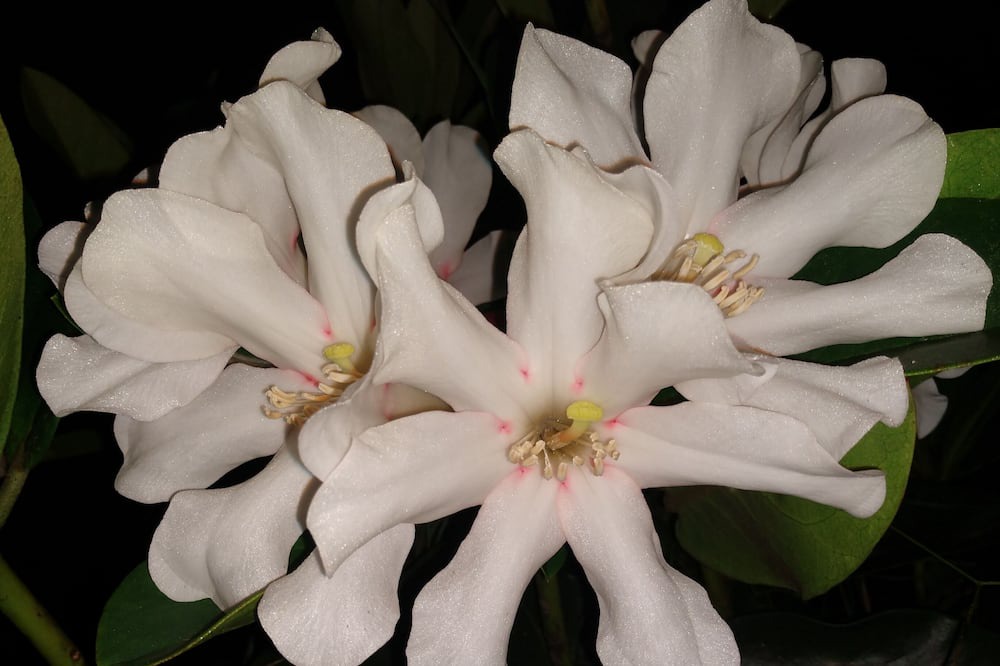 Photo of Others in Hawaiian Acres