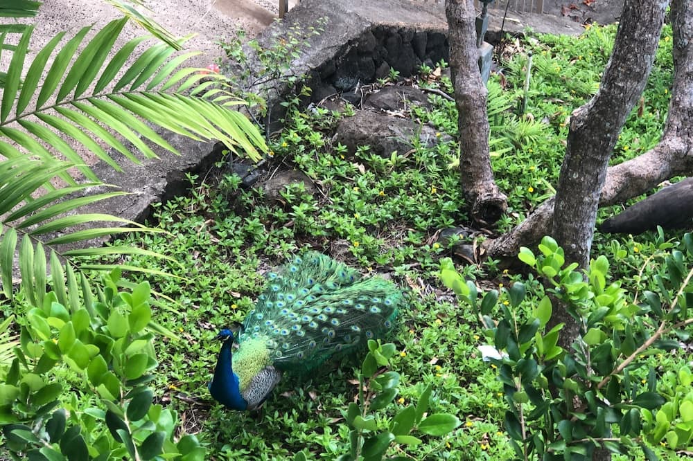 Photo of Outdoor in Makaha
