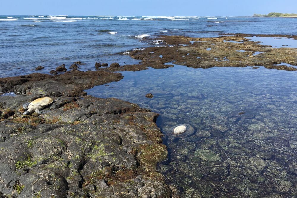 Photo of Outdoor in Keauhou