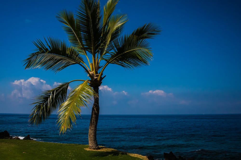 Photo of Others in Keauhou