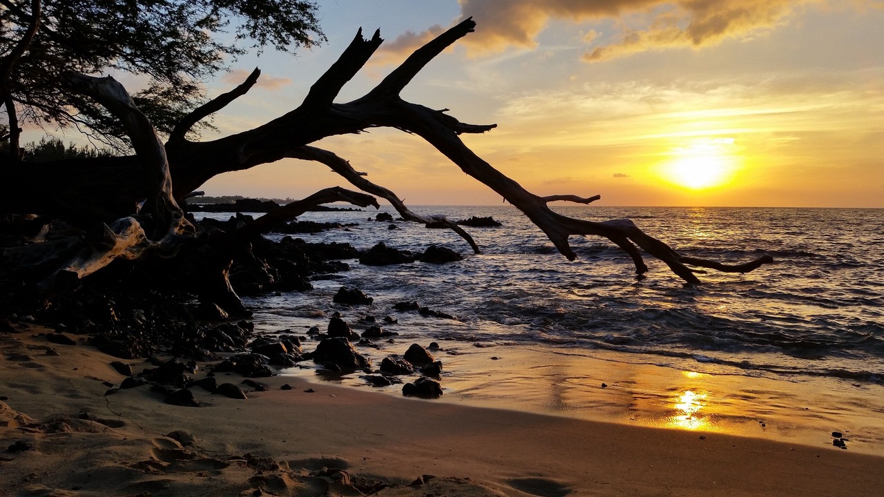Photo of Others in Hilo
