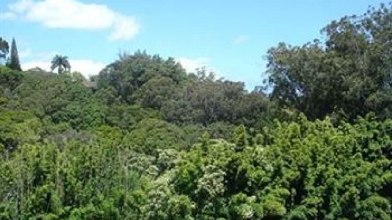 Photo of Outdoor in Pauwela