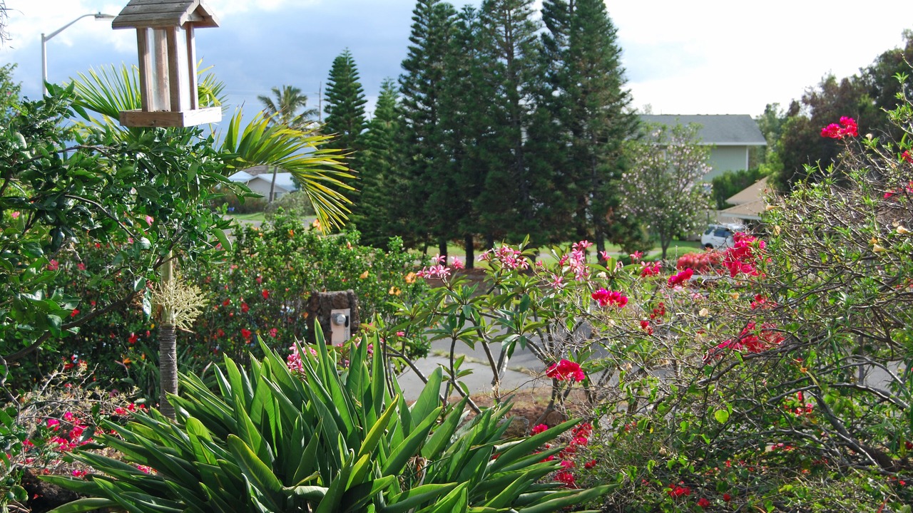 Photo of Outdoor in Kamuela