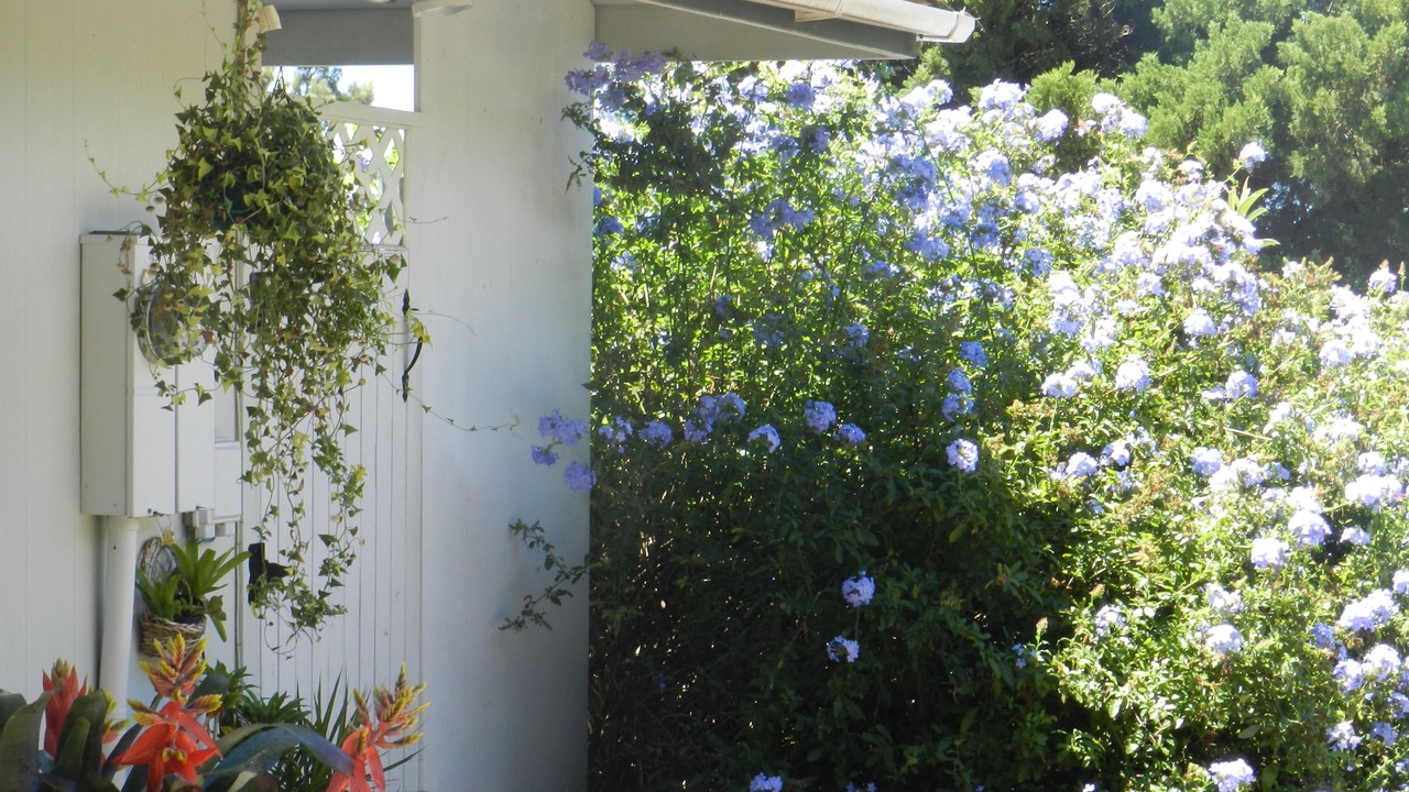 Photo of Outdoor in Kamuela