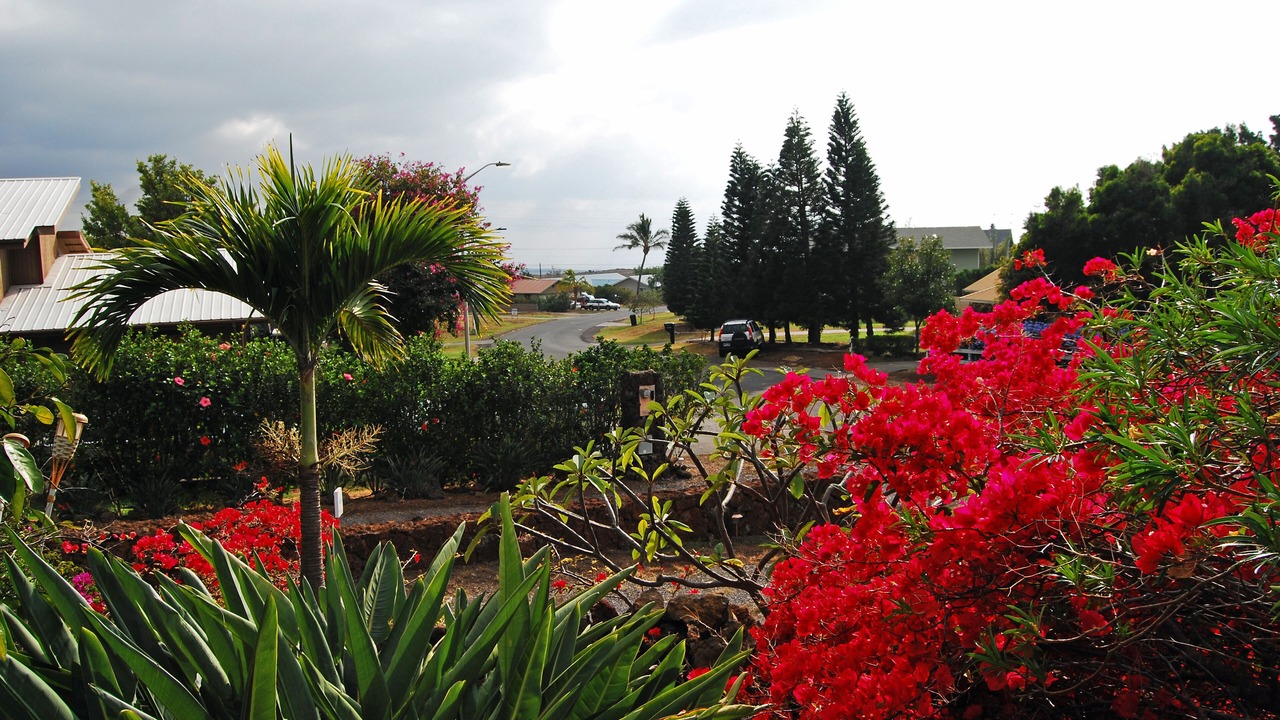 Photo of Outdoor in Kamuela