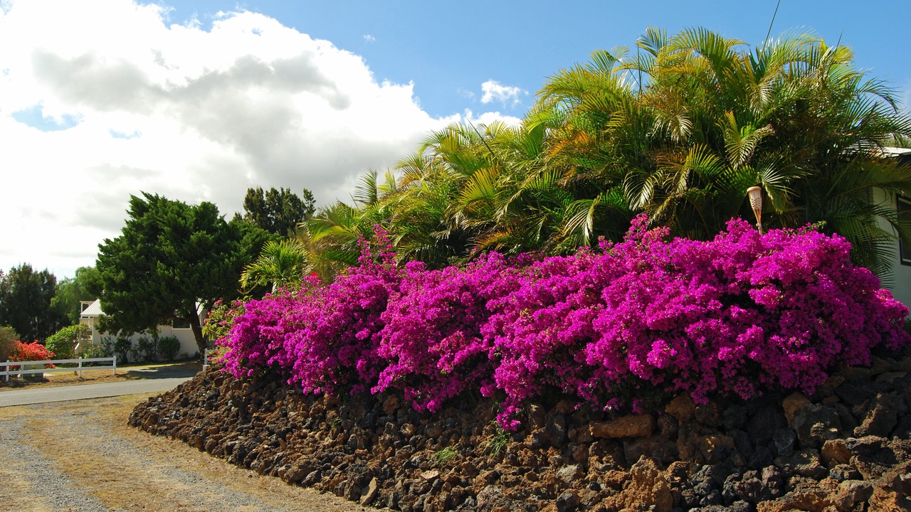Photo of Outdoor in Kamuela