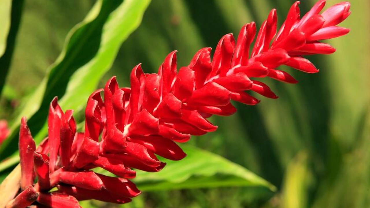 Photo of Outdoor in Honaunau-Napoopoo