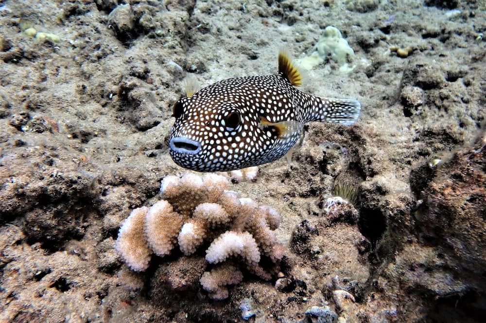 Photo of Others in Kona Paradise