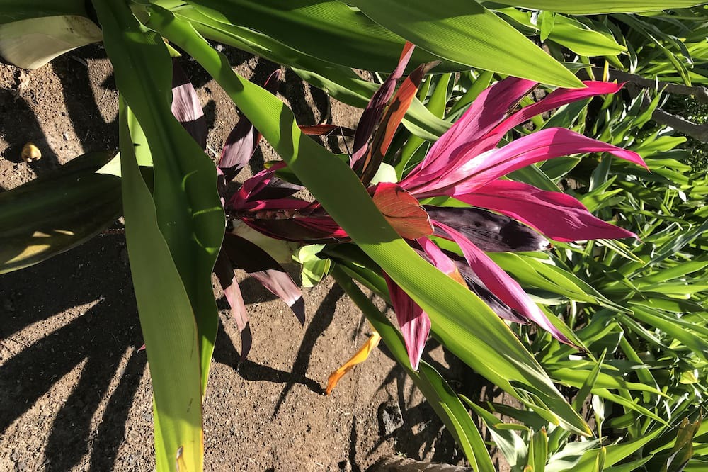 Photo of Outdoor in Kona Palisades