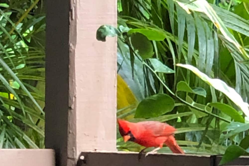 Photo of Outdoor in Princeville