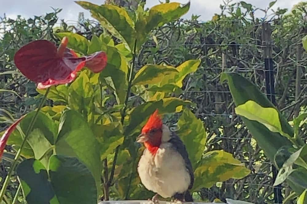 Photo of Others in Princeville