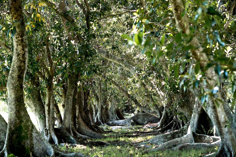 Photo of Outdoor in Pauwela