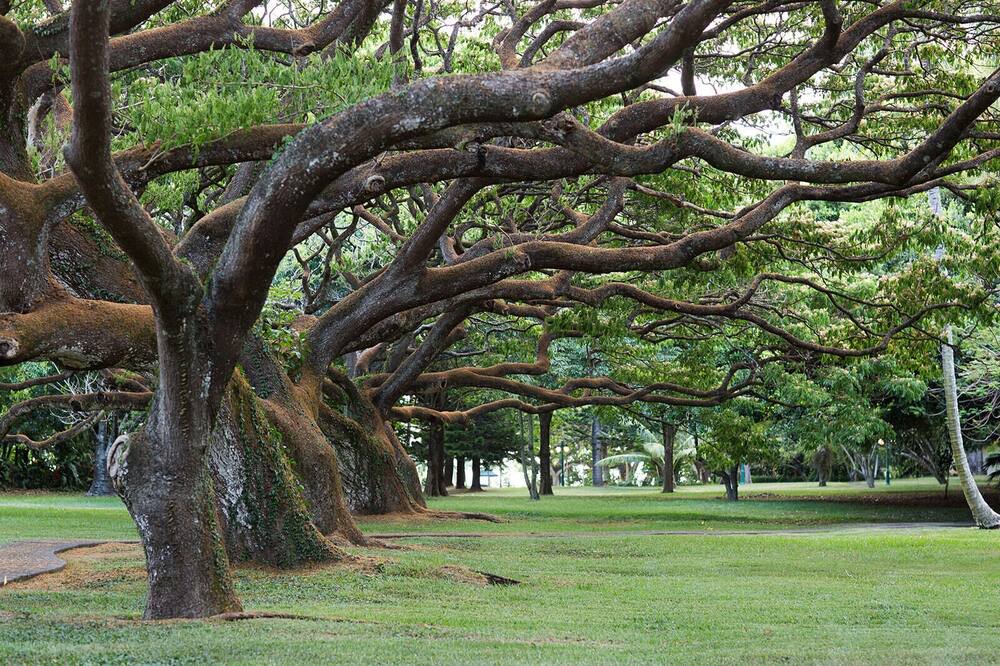 Photo of Outdoor in Pauwela