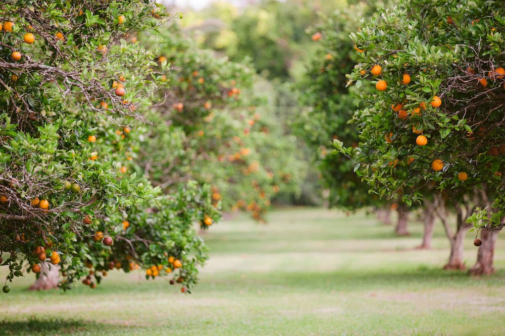 Photo of Outdoor in Pauwela