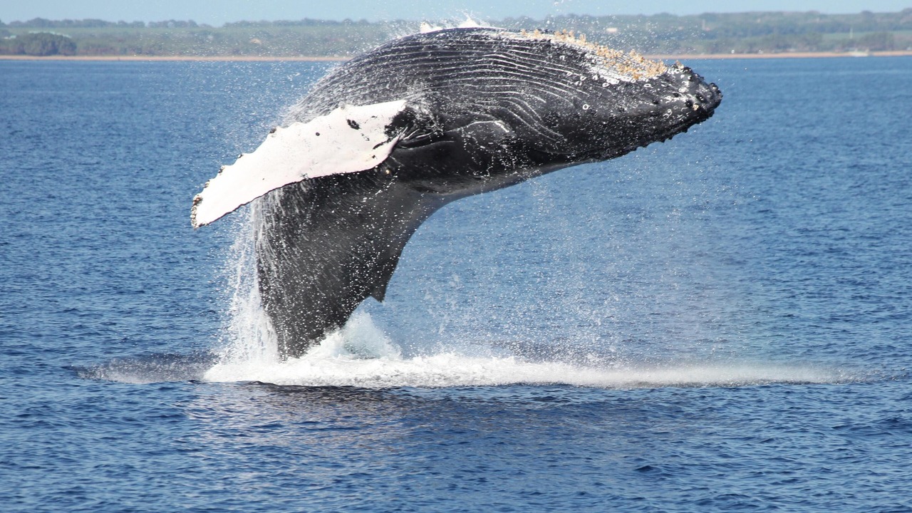 Photo of Others in Waikoloa