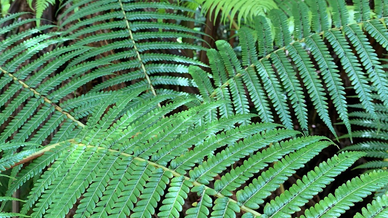 Photo of Outdoor in Volcano