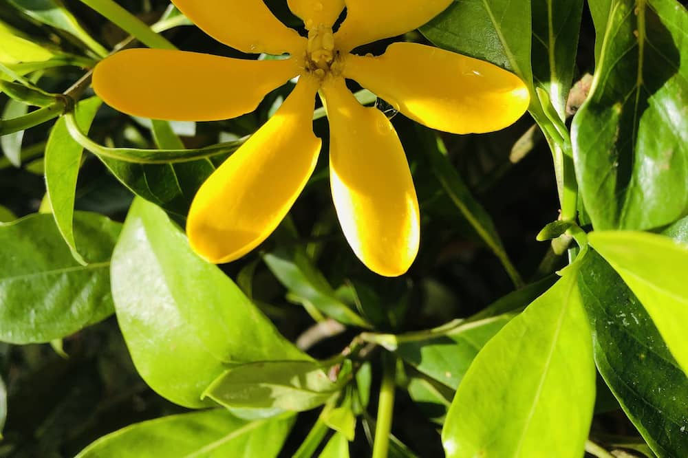 Photo of Outdoor in Kapoho