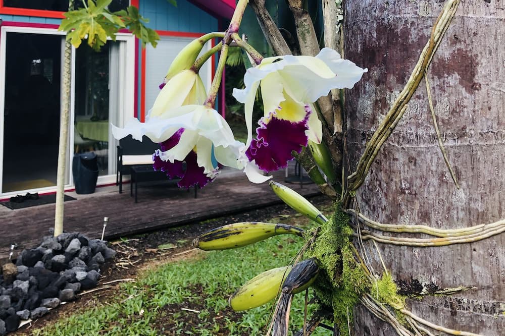 Photo of Outdoor in Kapoho
