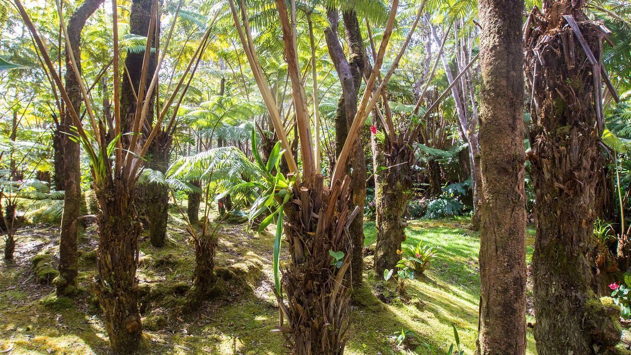 Photo of Outdoor in Volcano
