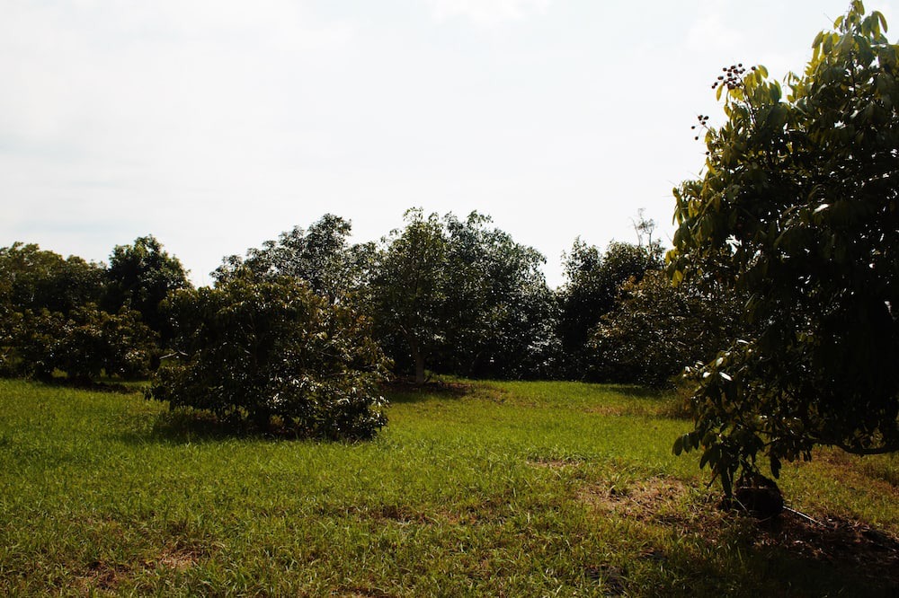 Photo of Outdoor in Papa