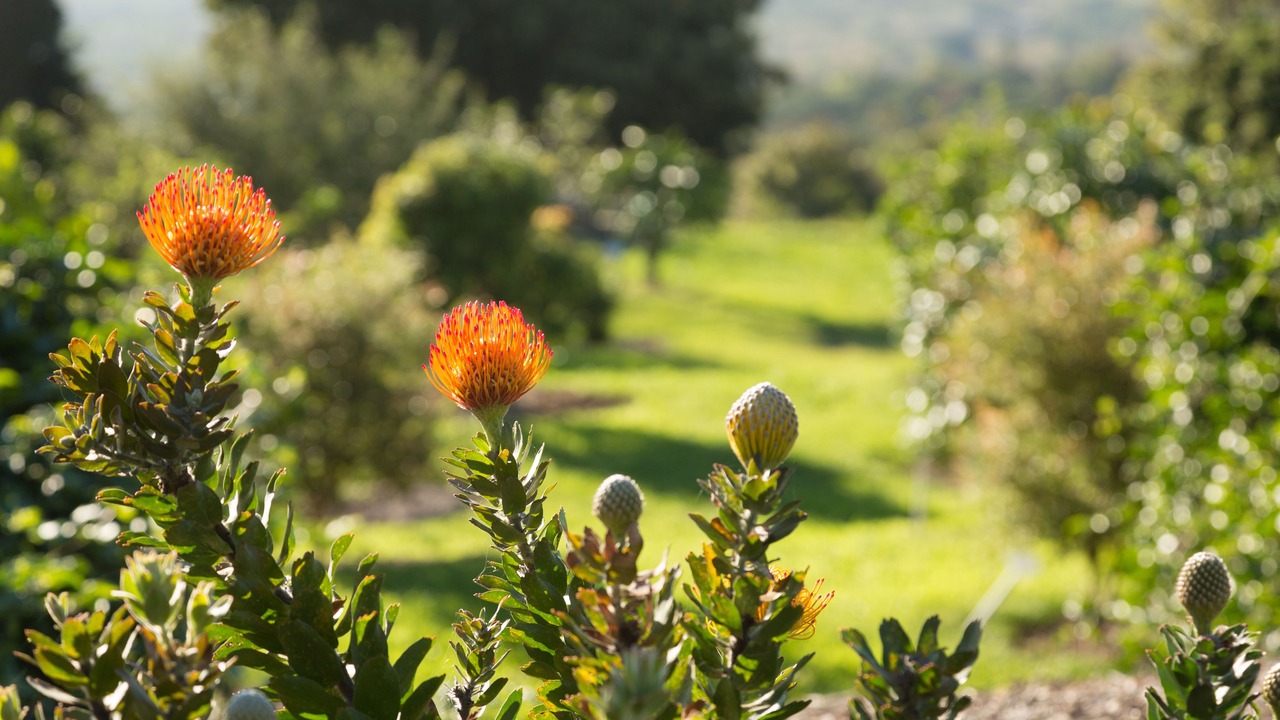 Photo of Outdoor in Holualoa