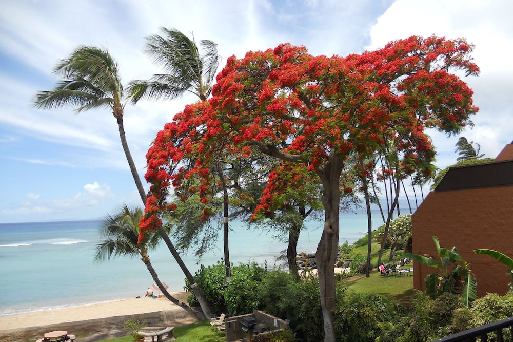Photo of Outdoor in Honokowai