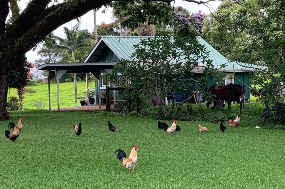 Photo of Others in Papaikou