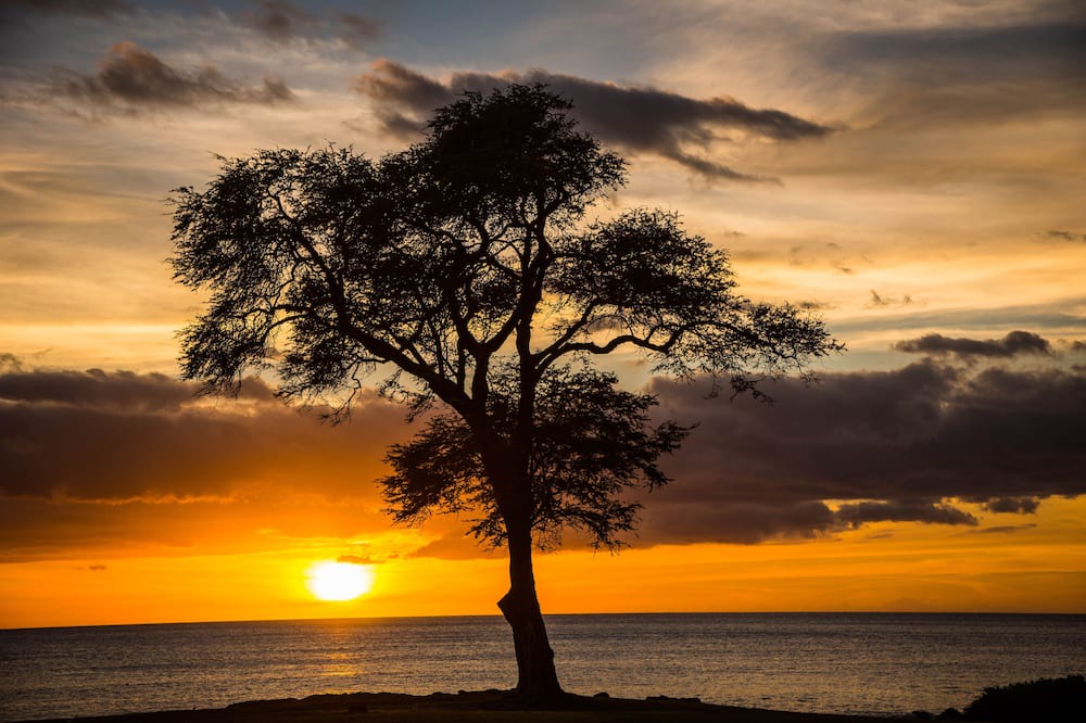 Photo of Outdoor in Ko Olina