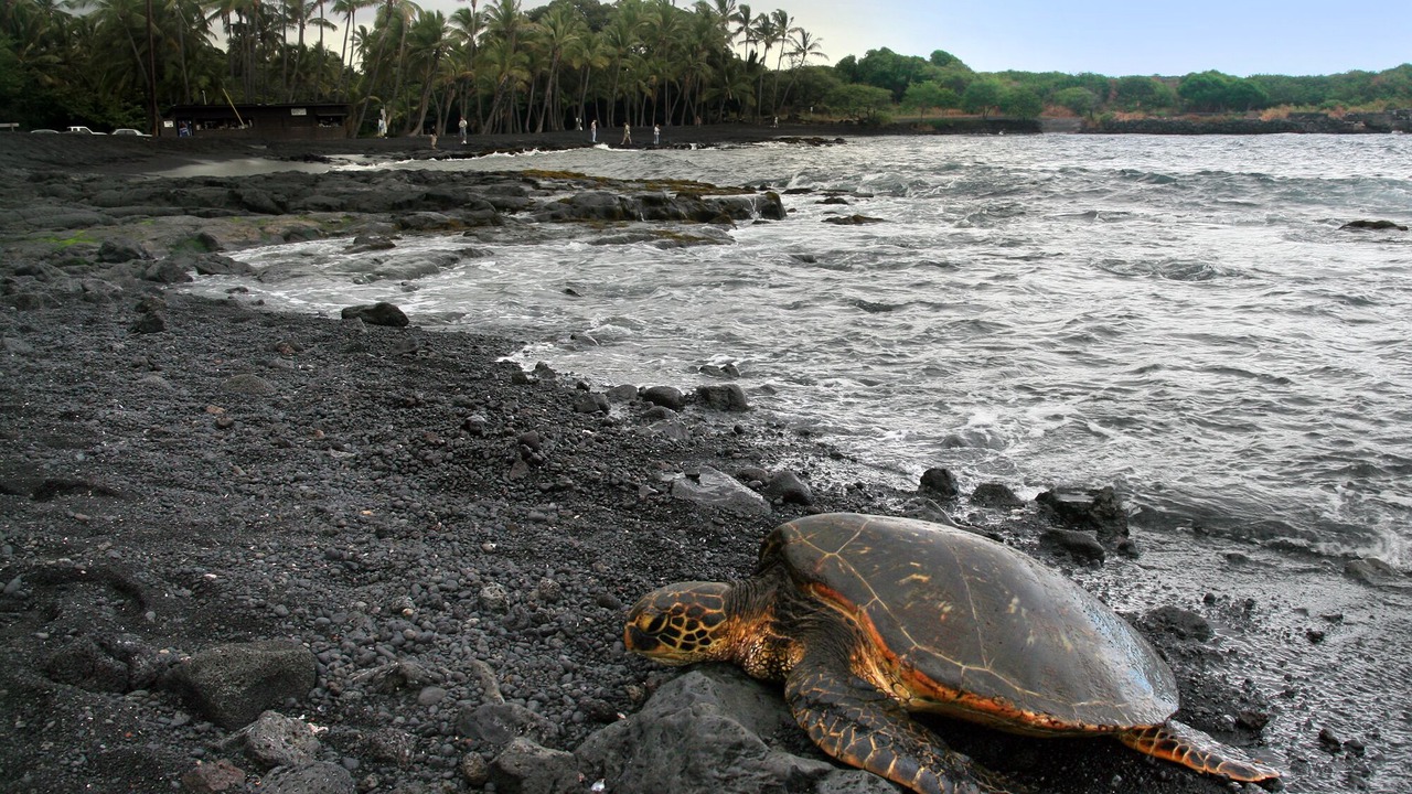 Photo of Others in Pahala