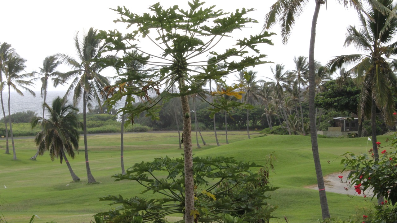 Photo of Outdoor in Pahala
