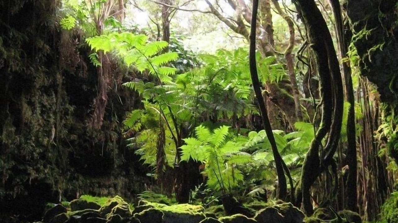 Photo of Outdoor in Volcano