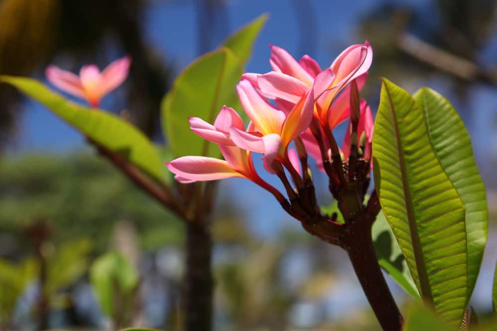 Photo of Others in Kahului