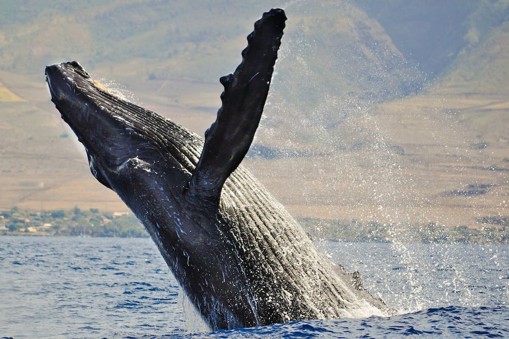 Photo of Others in Downtown Lahaina