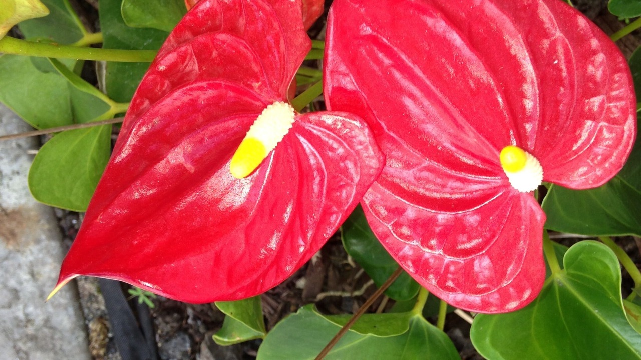 Photo of Outdoor in Kailua