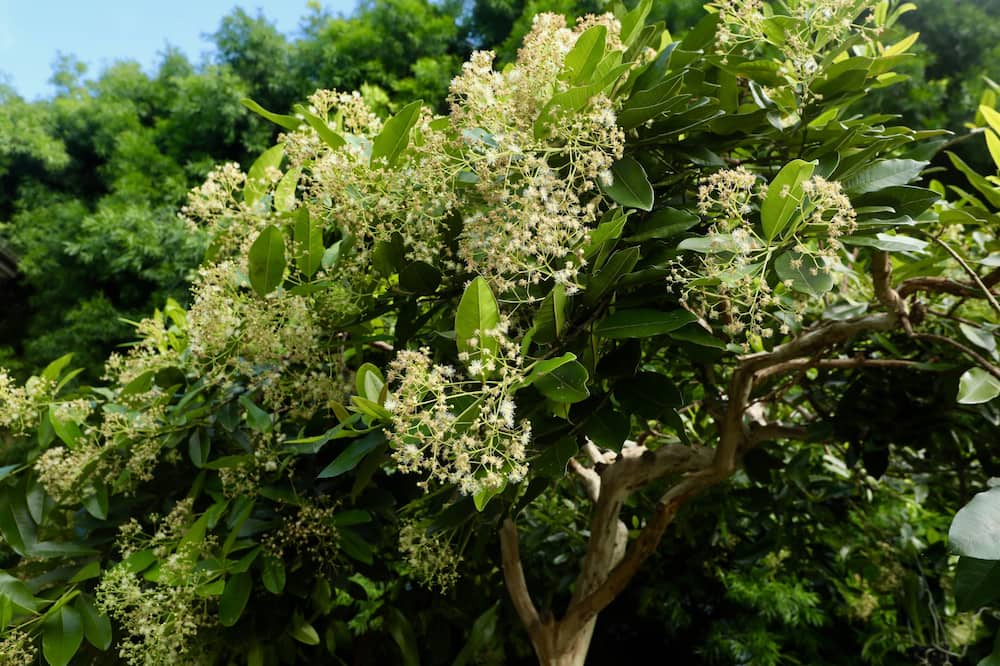 Photo of Others in Kealakekua