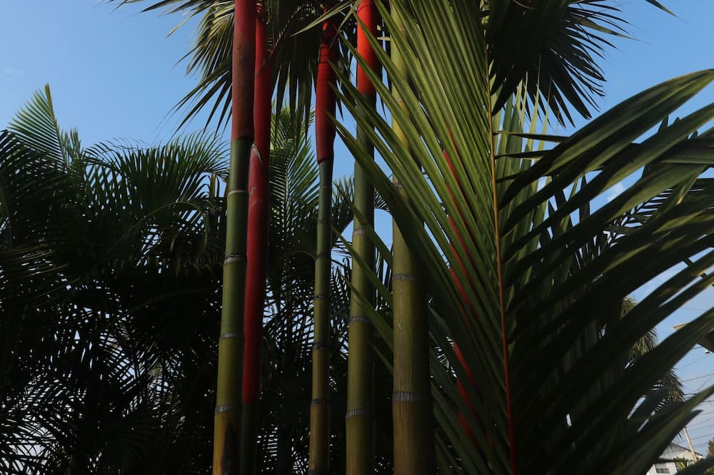 Photo of Others in Kealakekua