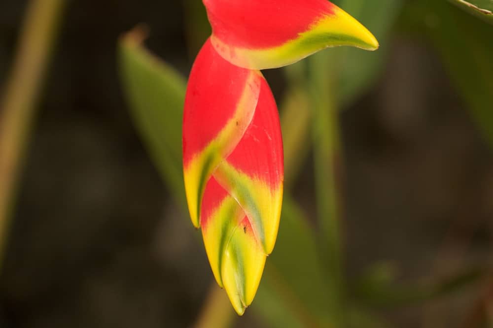 Photo of Others in Kealakekua