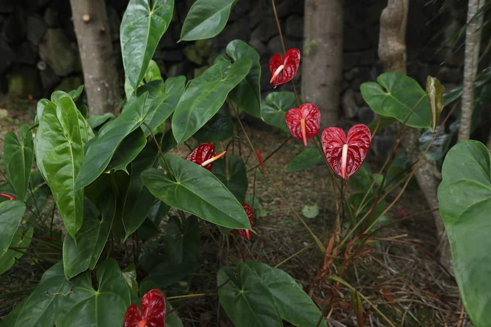 Photo of Others in Kealakekua