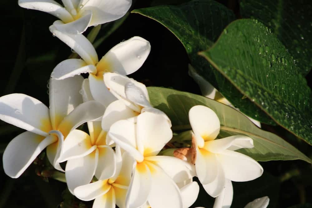Photo of Others in Kealakekua
